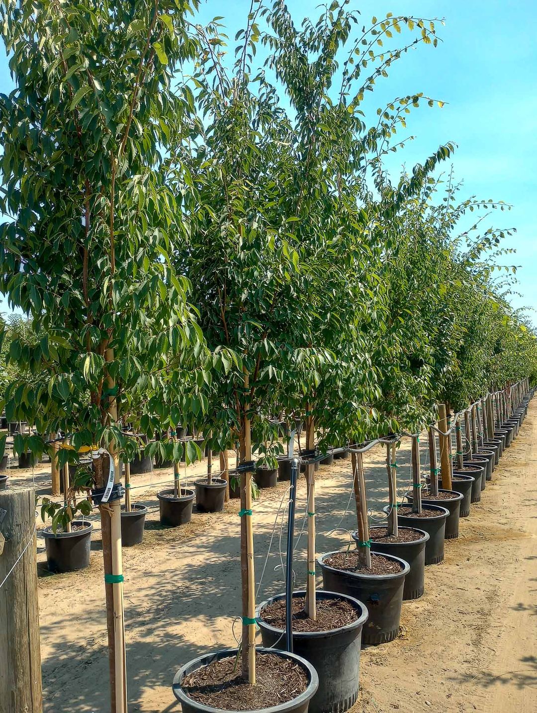 Musashino Columnar Zelkova Tree Garden Gate Nursery